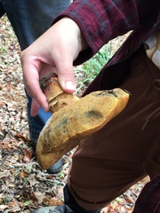 Suillellus amygdalinus