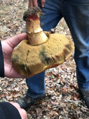 Suillellus amygdalinus