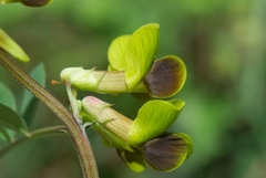 Vicia melanops