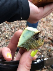 Suillellus amygdalinus