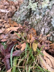 Mosla dianthera