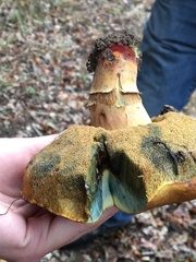 Suillellus amygdalinus