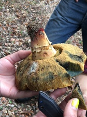 Suillellus amygdalinus