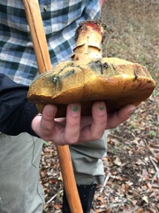 Suillellus amygdalinus