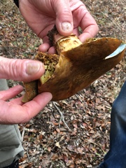 Suillellus amygdalinus