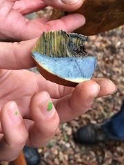 Suillellus amygdalinus