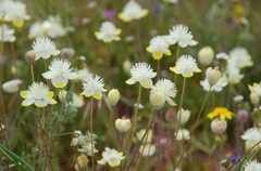 Platystemon californicus