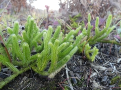 Lycopodium lagopus