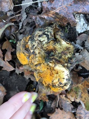 Hypomyces aurantius
