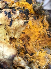 Hypomyces aurantius