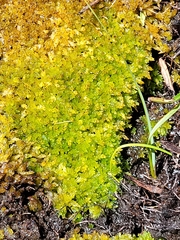 Sphagnum perichaetiale
