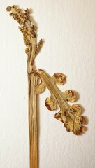 Botrychium ascendens