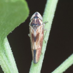 Graphocephala ignava