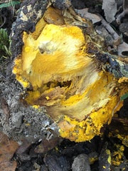 Hypomyces aurantius