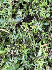 Magnoliopsida
