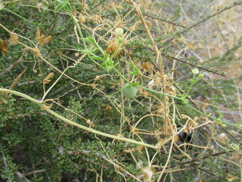 Dactyliandra welwitschii image