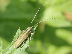 Agapanthia villosoviridescens