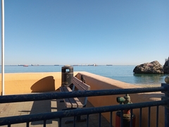 Columba livia domestica