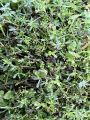 Magnoliopsida