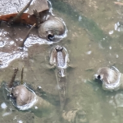 Periophthalmodon schlosseri