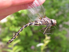 Gomphaeschna furcillata