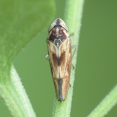 Graphocephala ignava