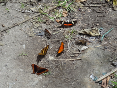 Heliconius clysonymus