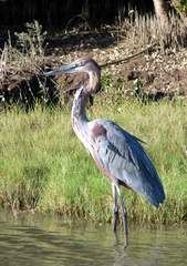Ardea goliath