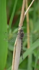 Gomphaeschna furcillata