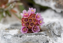Armeria curvifolia