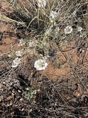 Dimorphocarpa wislizeni