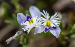 Polygala santacruzensis
