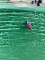 Bulimulus guadalupensis