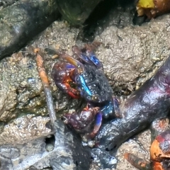 Parasesarma peninsulare