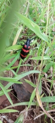 Hycleus biundulatus