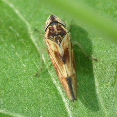 Graphocephala ignava