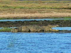 Crocodylus niloticus