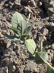 Calotropis procera