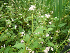 Persicaria thunbergii