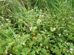 Persicaria thunbergii