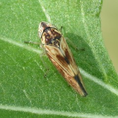 Graphocephala ignava