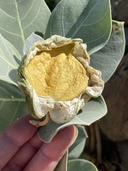 Calotropis procera image