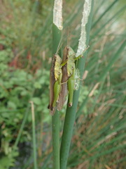 Oxya japonica