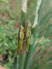 Oxya japonica