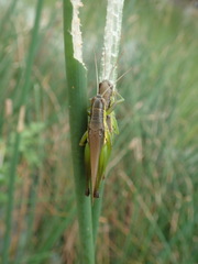 Oxya japonica