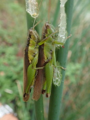 Oxya japonica