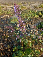 Dracocephalum nutans