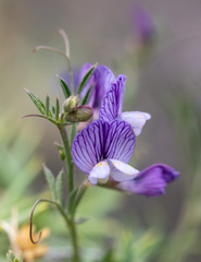 Vicia peregrina