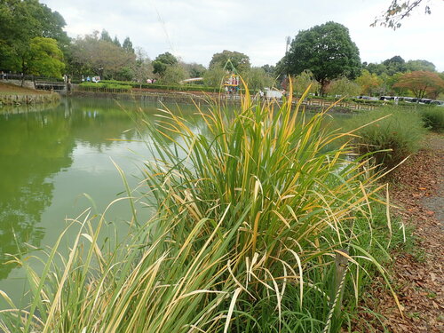 Image of Zizania latifolia by (c) Yoshihiro Tokue, some rights reserved (CC BY)