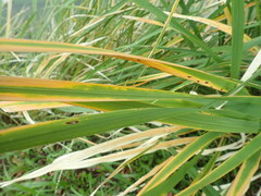 Zizania latifolia